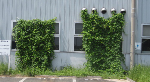 写真：緑のカーテン